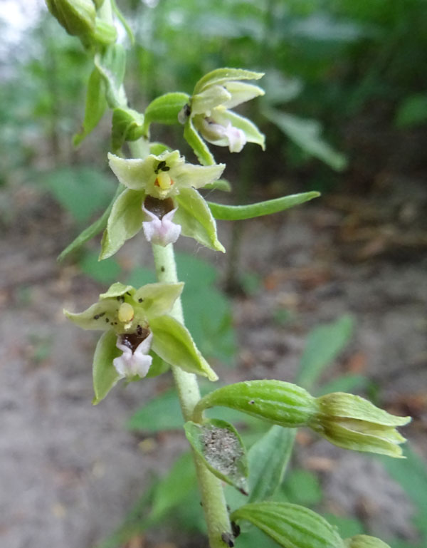 Epipactis bugacensis subsp. bugacensis